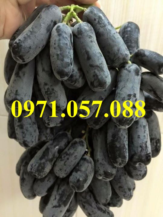 GIỐNG CÂY NHO NGÓN TAY